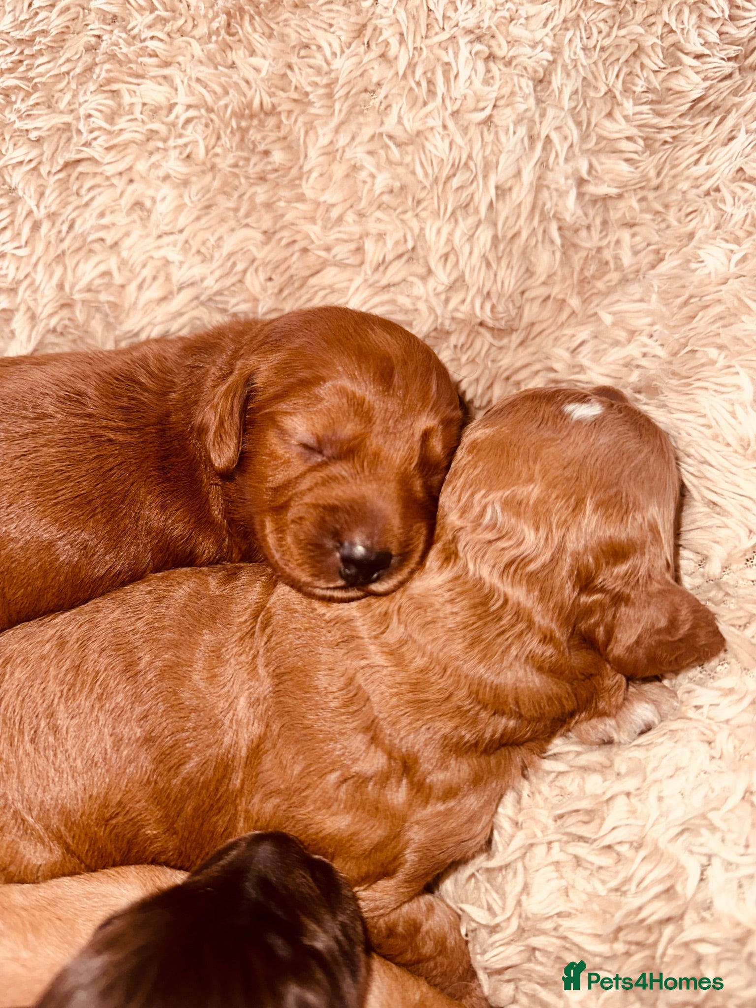 Cockapoo dogs Beautiful miniature cockapoos - Advert 2