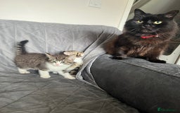 Mixed Breed cats for sale: Kittens adorable  - Image 5