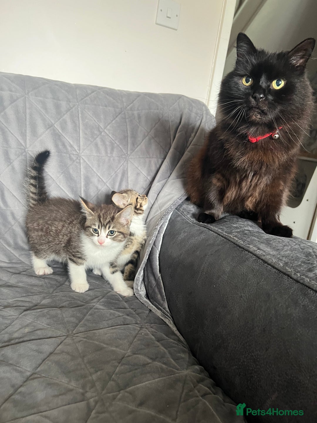 Mixed Breed cats for sale: Kittens adorable  - Image 5