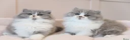 British Longhair cats for sale: PEDIGREE British Longhair kittens - Advert 6