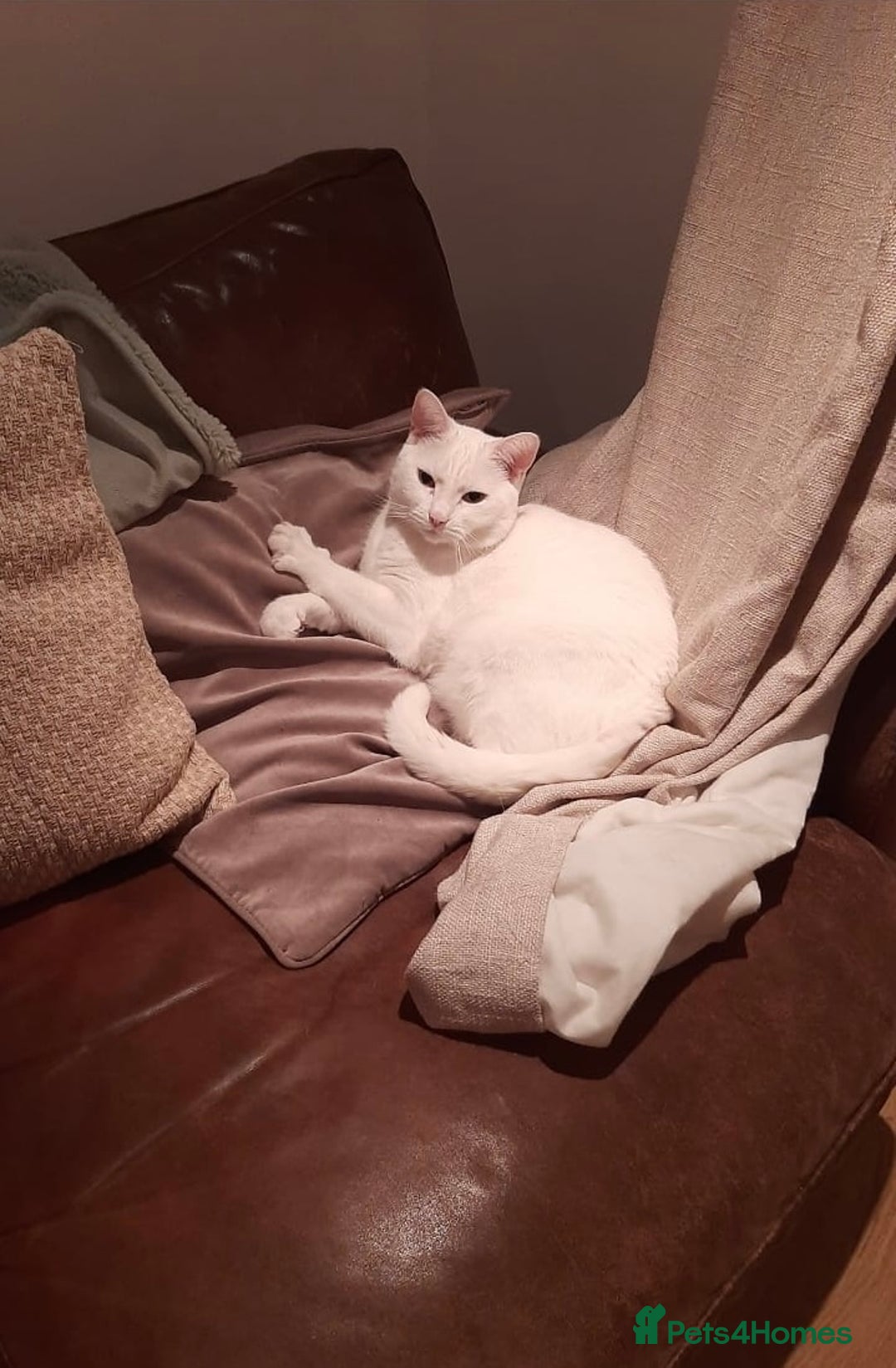 Mixed Breed cats for adoption: Urgent: 6 yr old Button needs new home ASAP - Advert 2