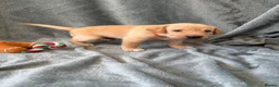 Mixed Breed dogs for sale: Labrador x staff - Advert 24