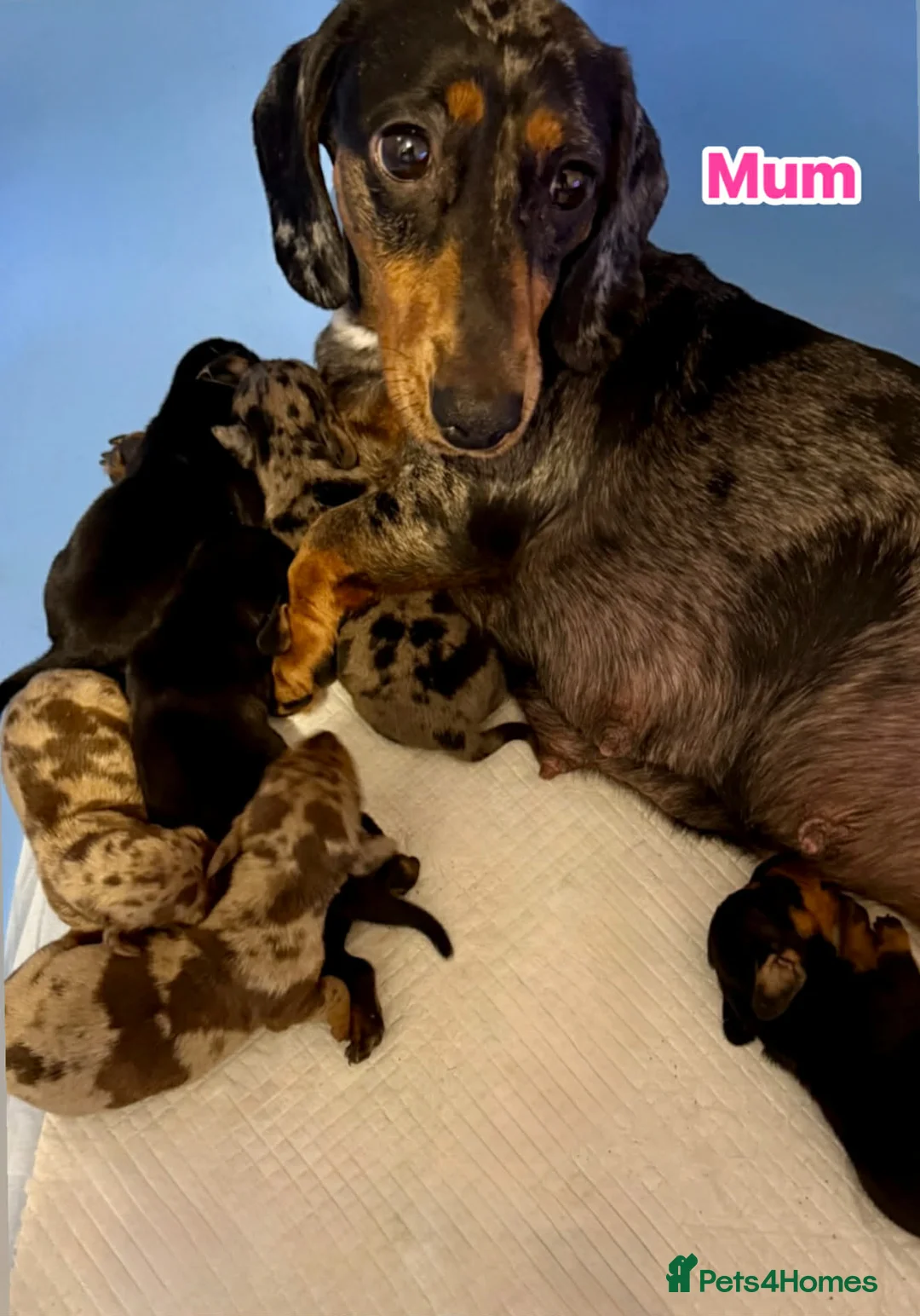 Dachshund dogs for sale: Dachshund Puppies - Advert 5