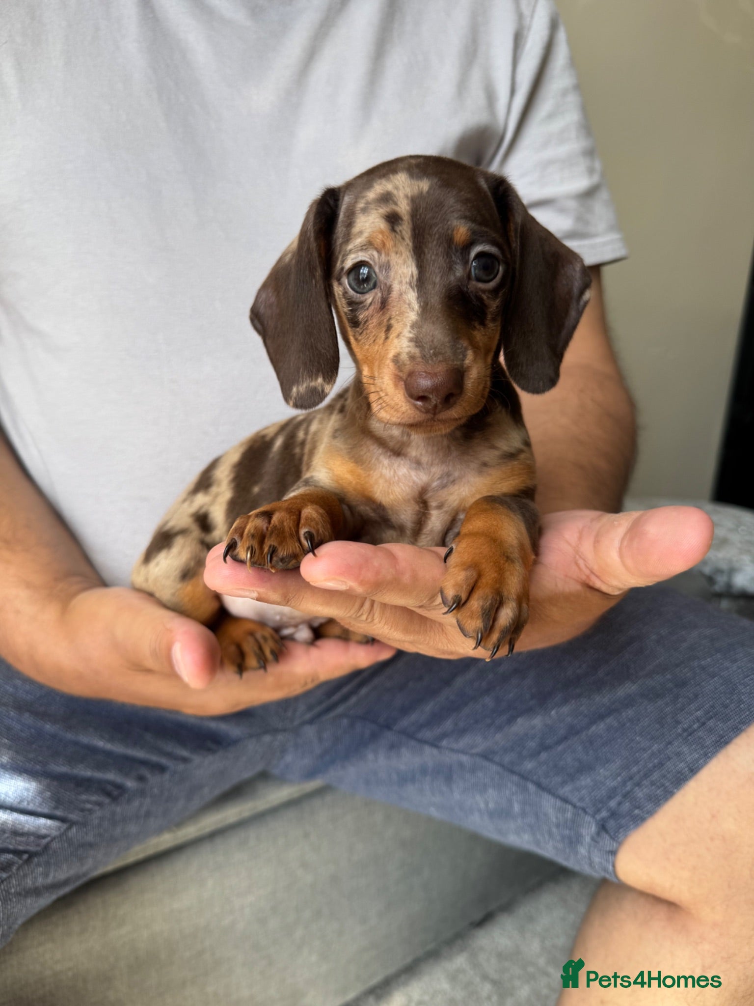 Dachshund dogs Miniature dachshund puppies  - Advert 5