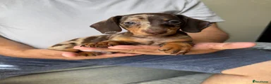 Dachshund 1