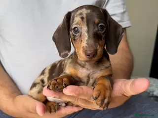 Dachshund dogs Miniature dachshund puppies - Advert 3