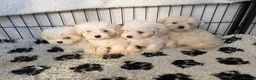 Mixed Breed dogs for sale: Cotonoodle pups ready now  - Advert 5