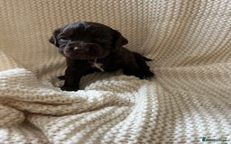 Cocker Spaniel dogs for sale: 🐾 Gorgeous working Cocker Spaniel puppies 🐶  - Image 1