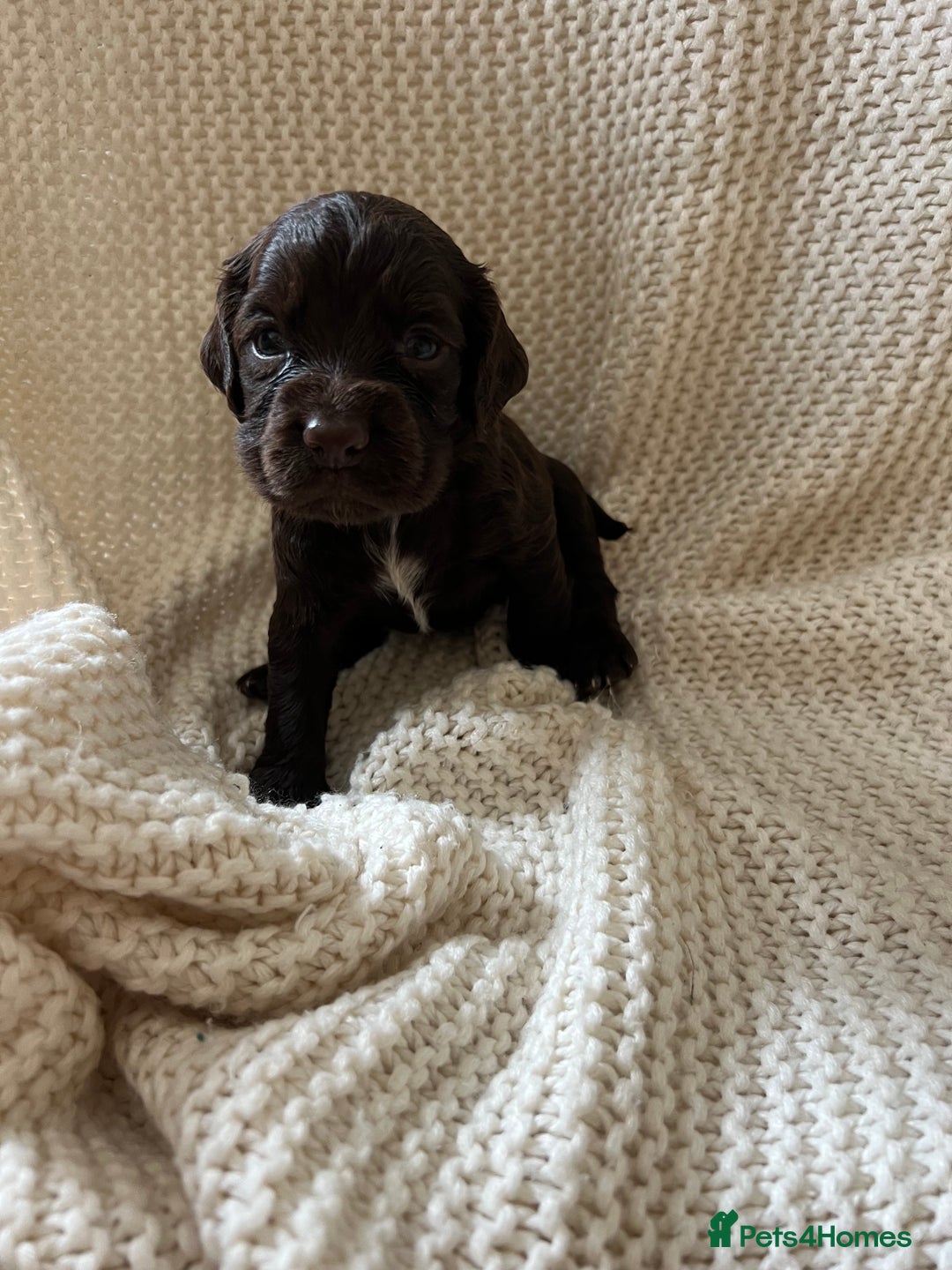 Cocker Spaniel dogs for sale: 🐾 Gorgeous working Cocker Spaniel puppies 🐶  - Image 1