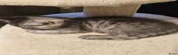 Mixed Breed cats for sale: Chinchilla persian cross kittens  - Advert 8
