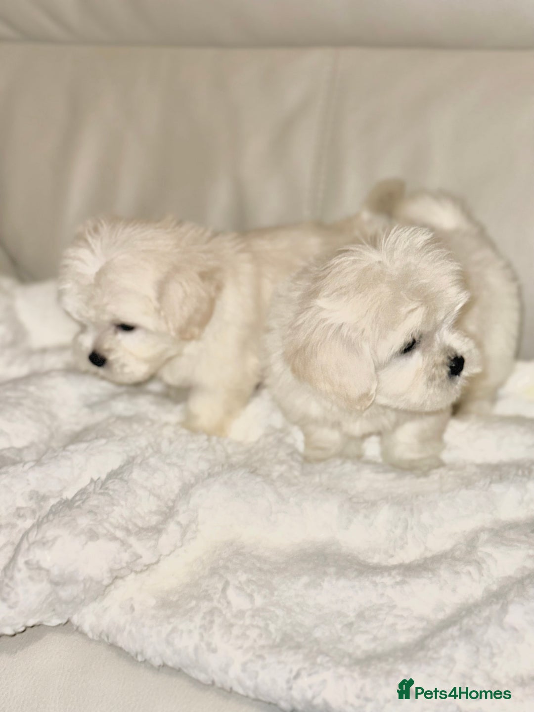 Maltese dogs for sale: Maltese puppies  - Advert 5