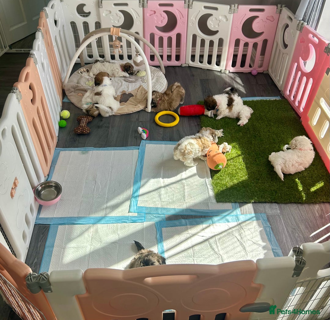 Mixed Breed dogs for sale: La Chon Puppies!  - Image 1