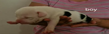 Staffordshire Bull Terrier 1