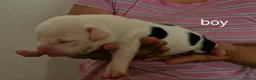 Staffordshire Bull Terrier dogs for sale: Adorable Puppies Staffordshire Bull Terrier - Advert 9