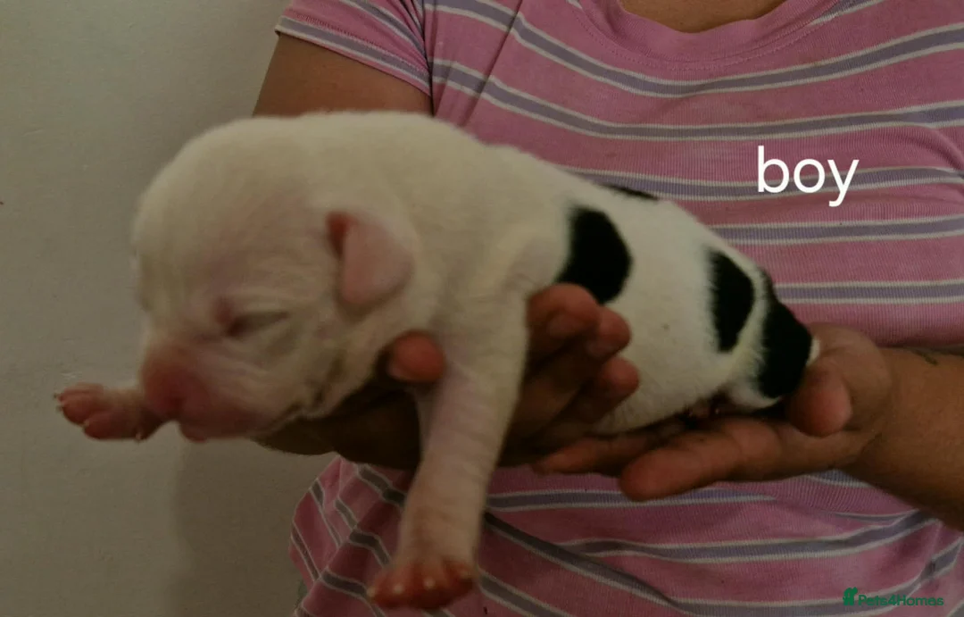 Staffordshire Bull Terrier dogs for sale: Adorable Puppies Staffordshire Bull Terrier - Advert 9