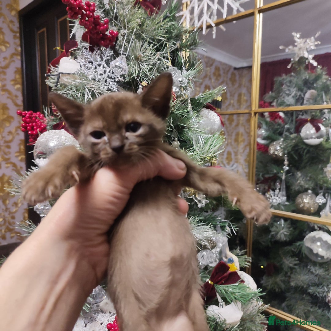 Burmese cats for sale: Lovely Burmese kitten's - Advert 20
