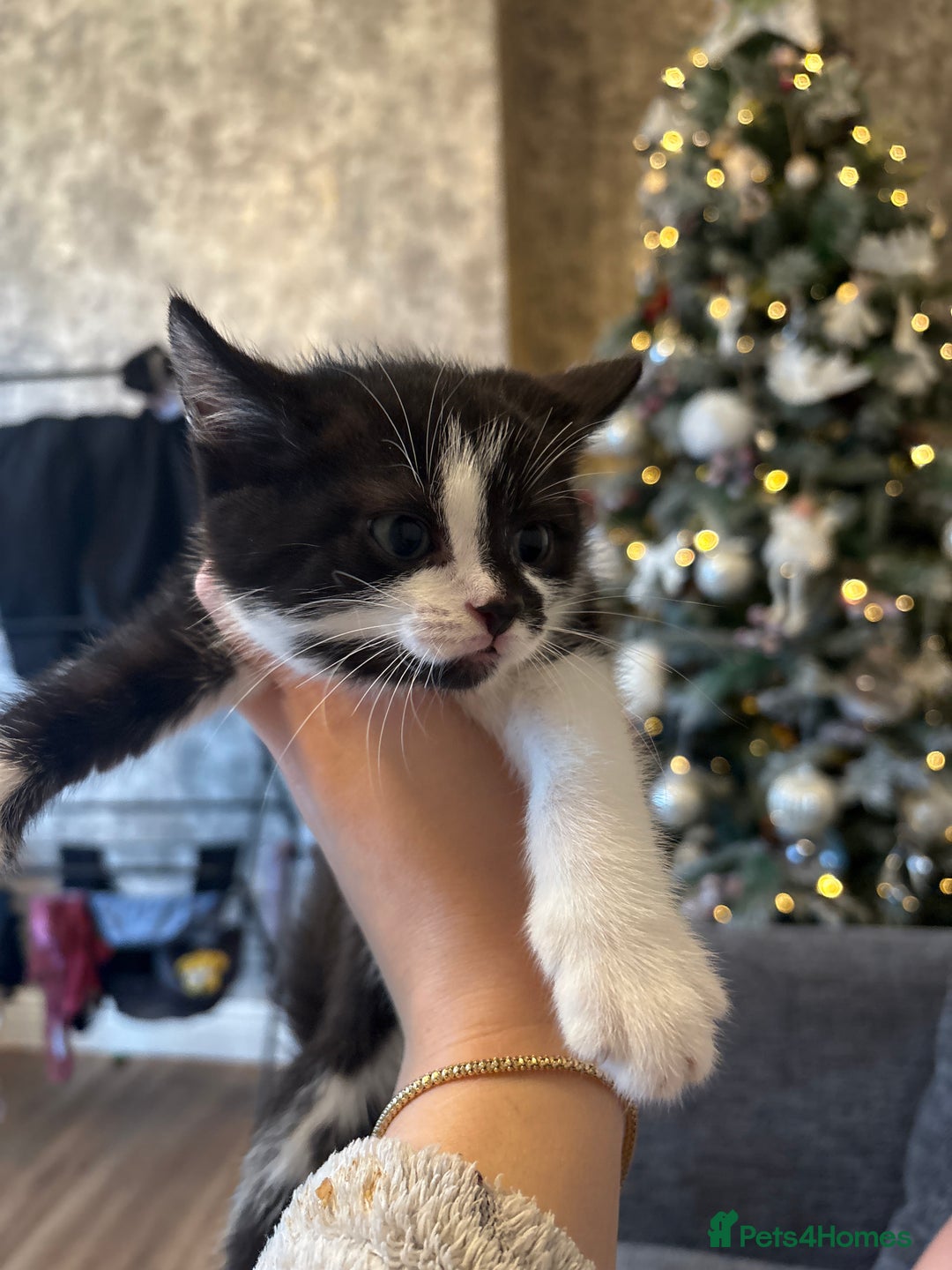 Ragdoll cats for sale: 2 male kittens for sale ready now  - Advert 2