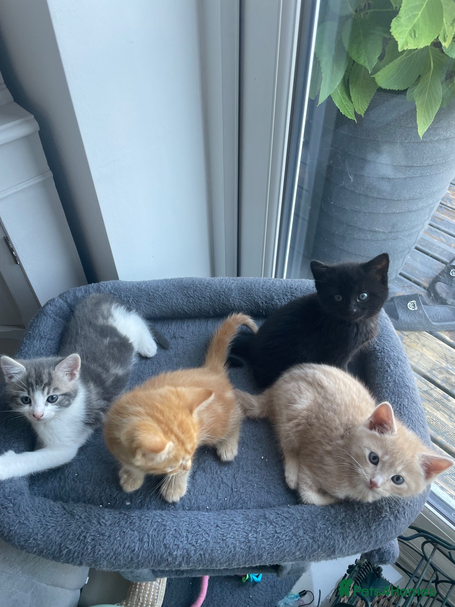Maine Coon cats Maine coon crossed kittens for sale - Advert 2