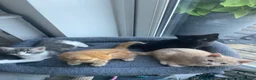 Maine Coon cats for sale: Maine coon crossed kittens for sale - Advert 2