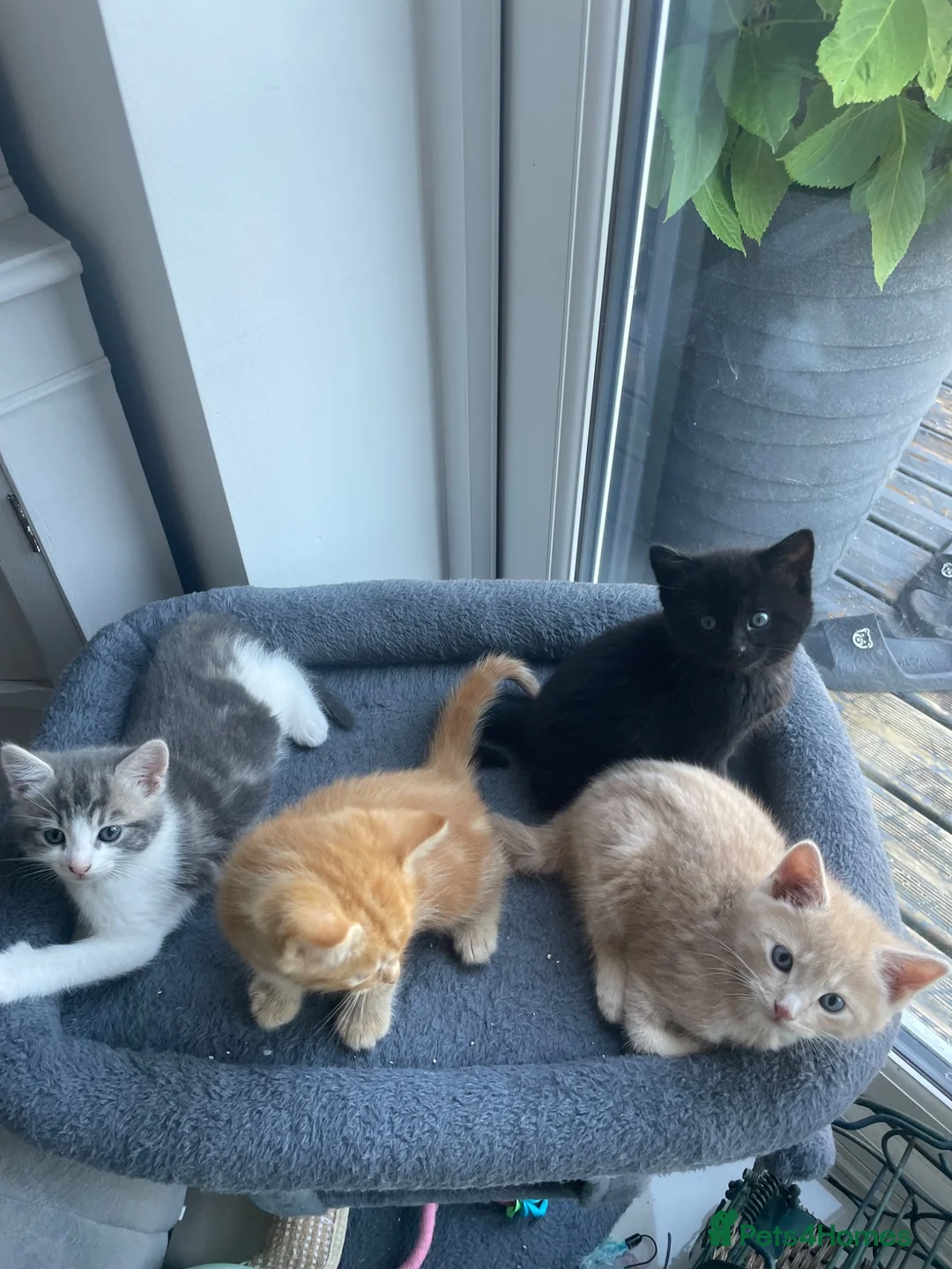Maine Coon cats for sale: Maine coon crossed kittens for sale - Advert 2