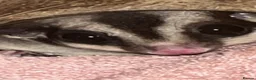 Sugar Glider rodents for sale: 2 female sugar glders in South Ockendon - Advert 23