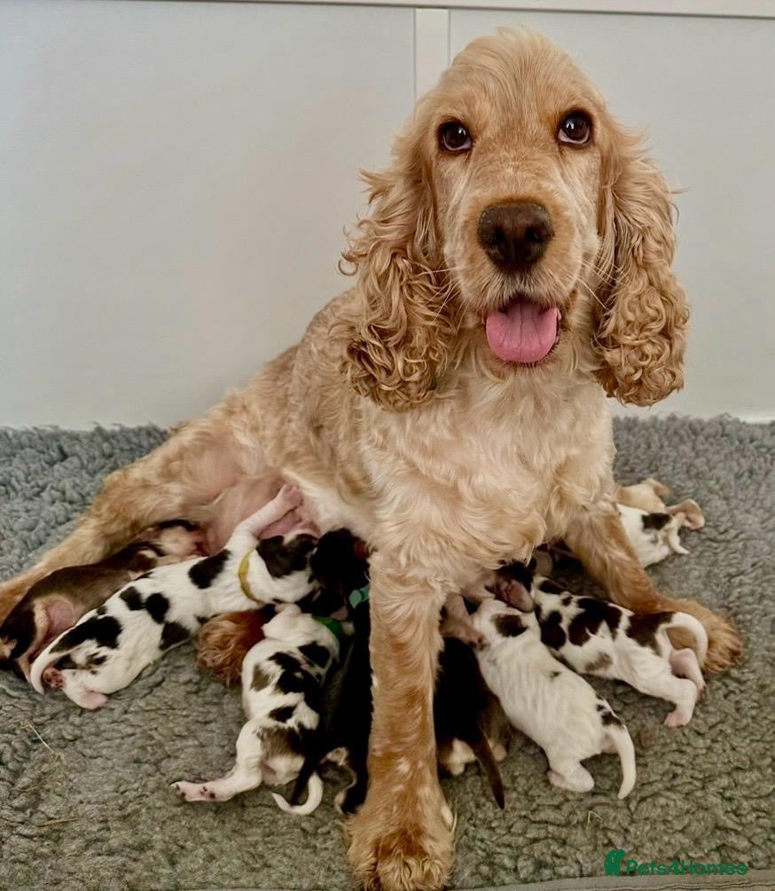 Cocker Spaniel dogs Stunning KC Show Cocker Spaniel Sable Puppies.  - Advert 3