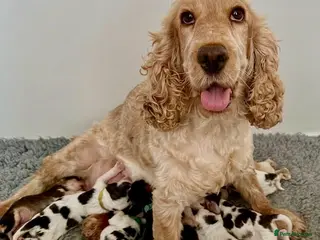 Cocker Spaniel dogs Stunning KC Show Cocker Spaniel Sable Puppies. - Advert 1