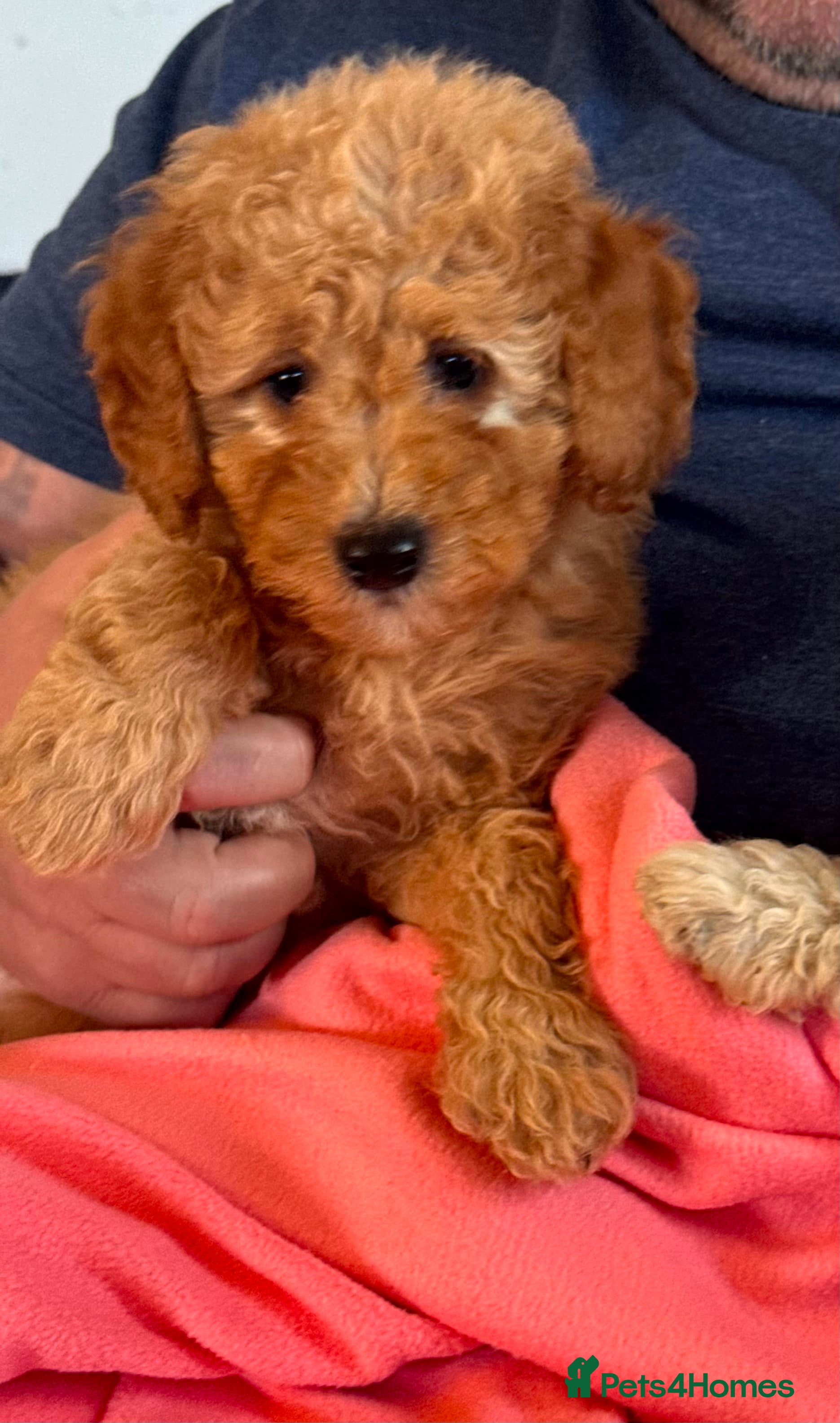 Cavapoo dogs Cute toy cavapoo puppies reds/apricots 2 left   - Advert 8