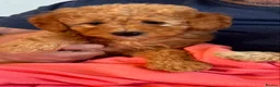 Cavapoo dogs for sale: Cute toy cavapoo puppies reds/apricots 2 left   in Airdrie - Advert 3