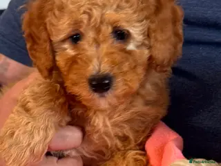 Cavapoo dogs Cute toy cavapoo puppies reds/apricots 2 left - Advert 15