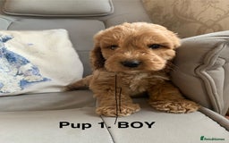 Cockapoo dogs for sale: Beautiful Cockapoo Puppies  - Image 2