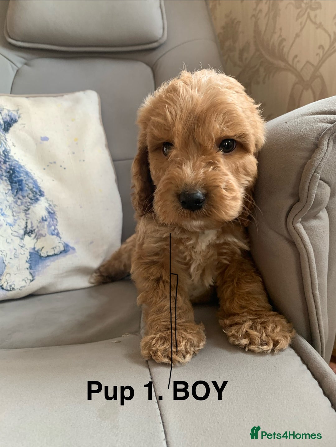 Cockapoo dogs for sale: Beautiful Cockapoo Puppies  - Image 2
