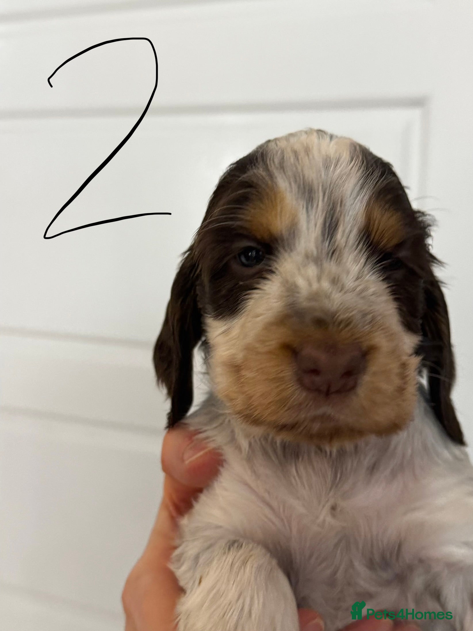 Cocker Spaniel dogs KC registered cocker spaniel pups - Advert 2