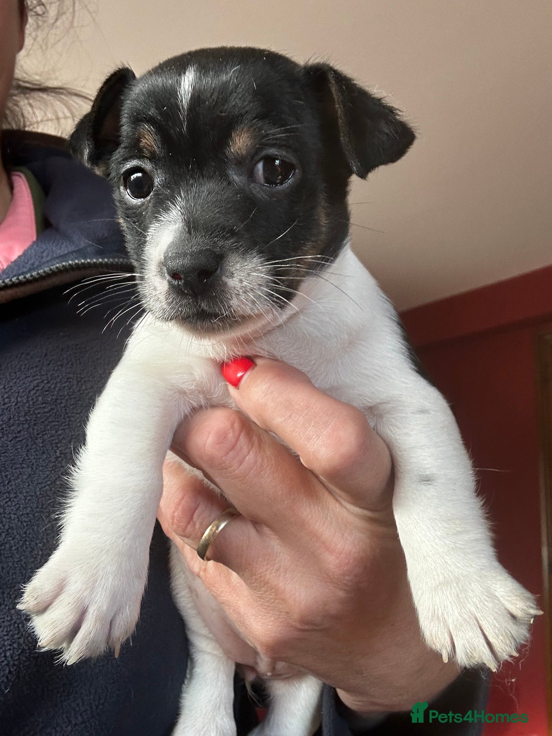 Jack Russell dogs for sale: Top Quality Jack Russell Puppies  - Image 8