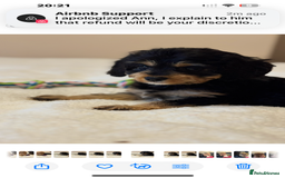 Cavapoo dogs for sale: Health-checked calm loving pups - Image 10