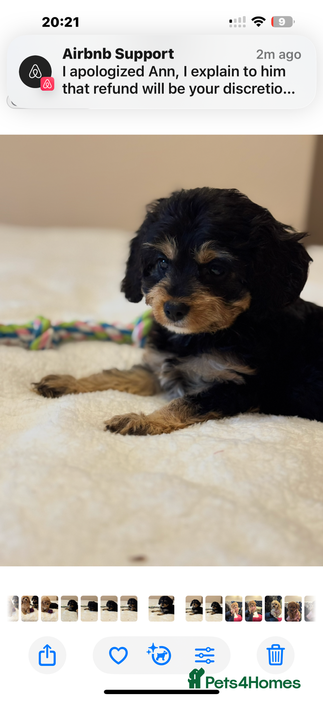 Cavapoo dogs for sale: Health-checked calm loving pups - Image 10