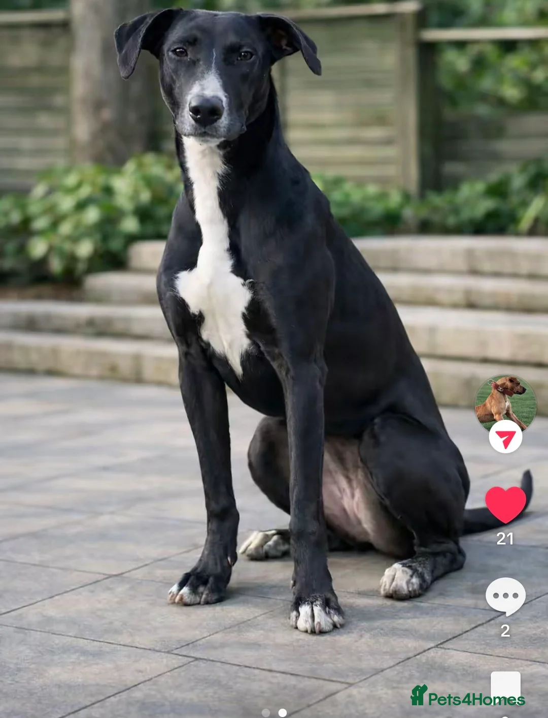 Lurcher dogs for sale: Female lurcher  - Advert 2