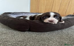 Cocker Spaniel dogs for sale: Cocker spaniel puppies  - Image 20