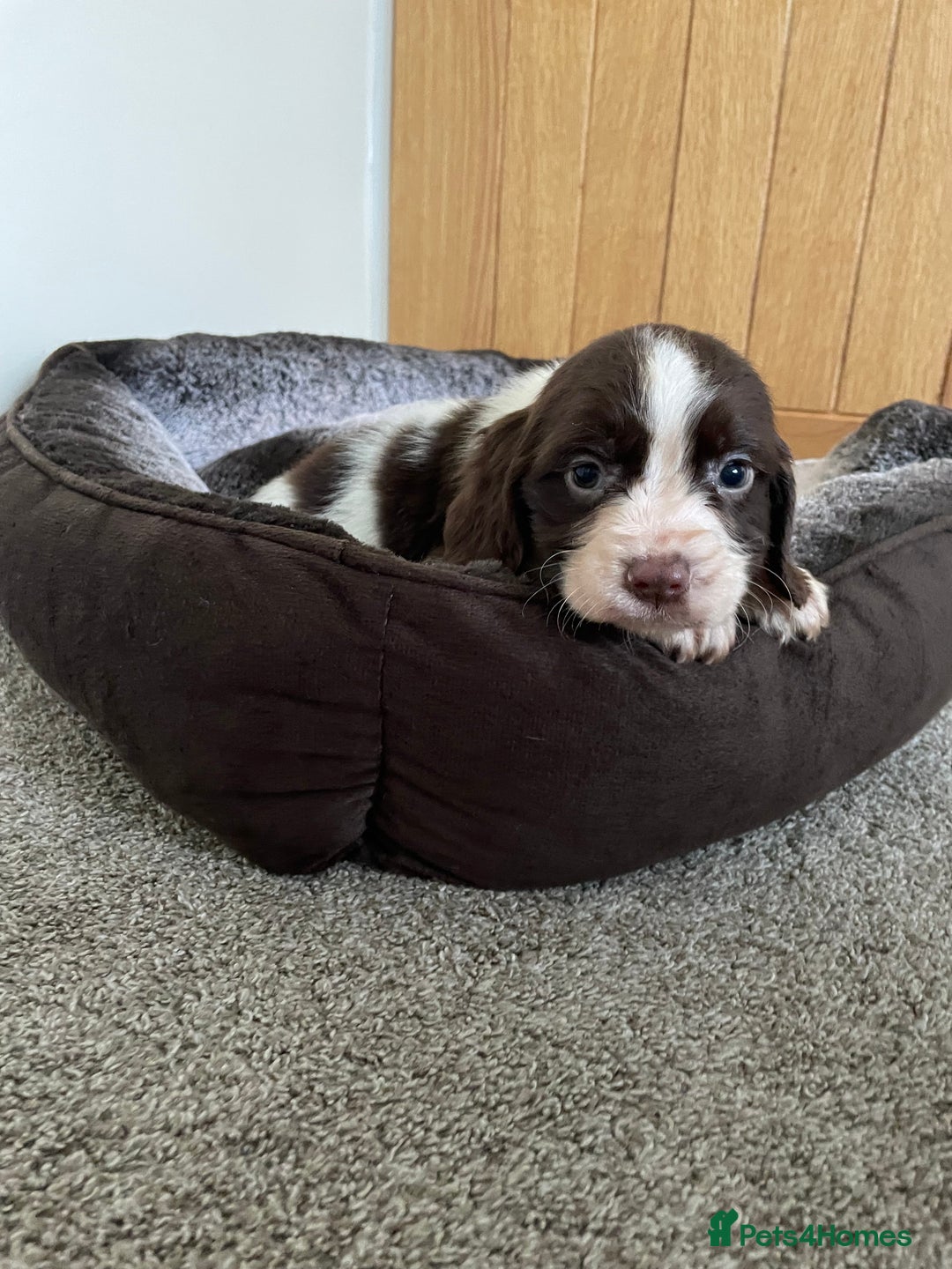 Cocker Spaniel dogs for sale: Cocker spaniel puppies  - Image 20