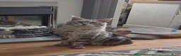 Maine Coon cats for stud: PROVEN MAINECOON STUD 15.3KG  - Advert 14