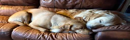 Goldador dogs for sale: Golden Retriever Labrador Puppies Due - Advert 9