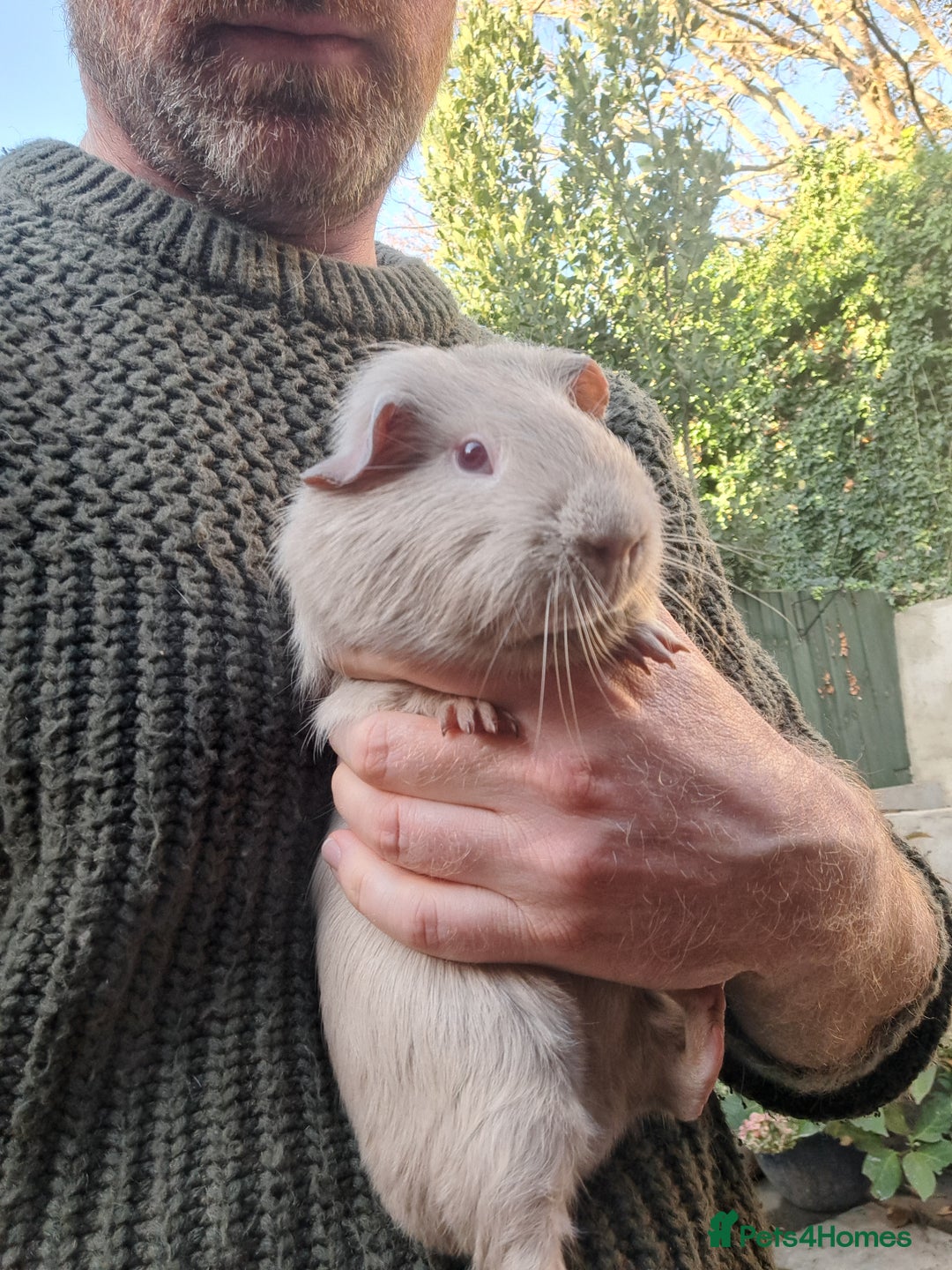 Guinea Pig rodents for sale: Two bonded male guineas - Advert 2