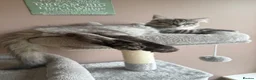 Maine Coon cats for stud: MAINE COON STUD BOY - Advert 13