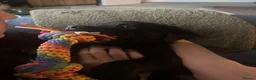 Mixed Breed dogs for sale: Rottweiler x Presa Canario - Advert 4