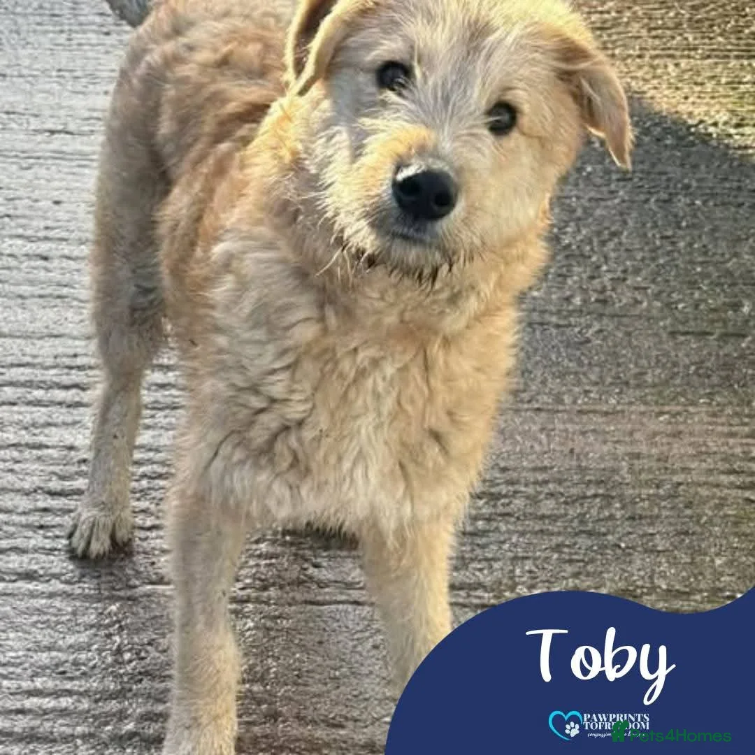 Mixed Breed dogs for adoption: Meet Toby, currently residing in Cheshire  in Nantwich - Advert 1