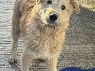 Mixed Breed dogs Meet Toby, currently residing in Cheshire - Advert 1