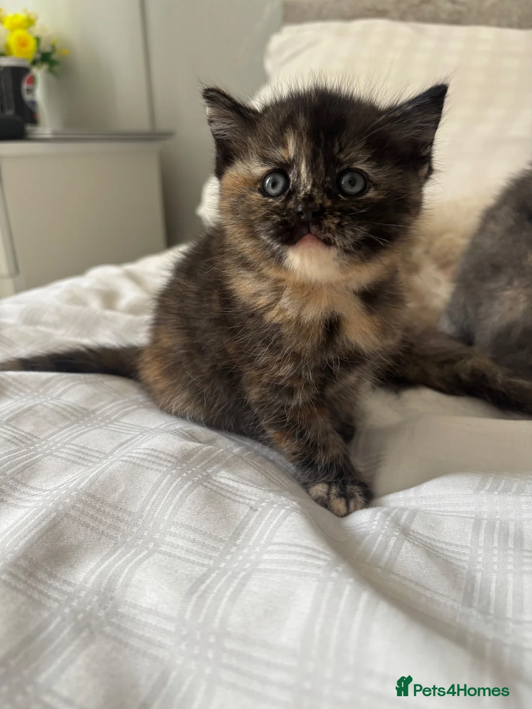 Ragdoll cats for sale: British shorthair x Ragdoll kittens  - Advert 5