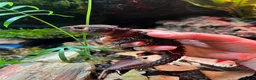 Skink reptiles for sale: Breeding pair of red eye crocodile skinks - Advert 1