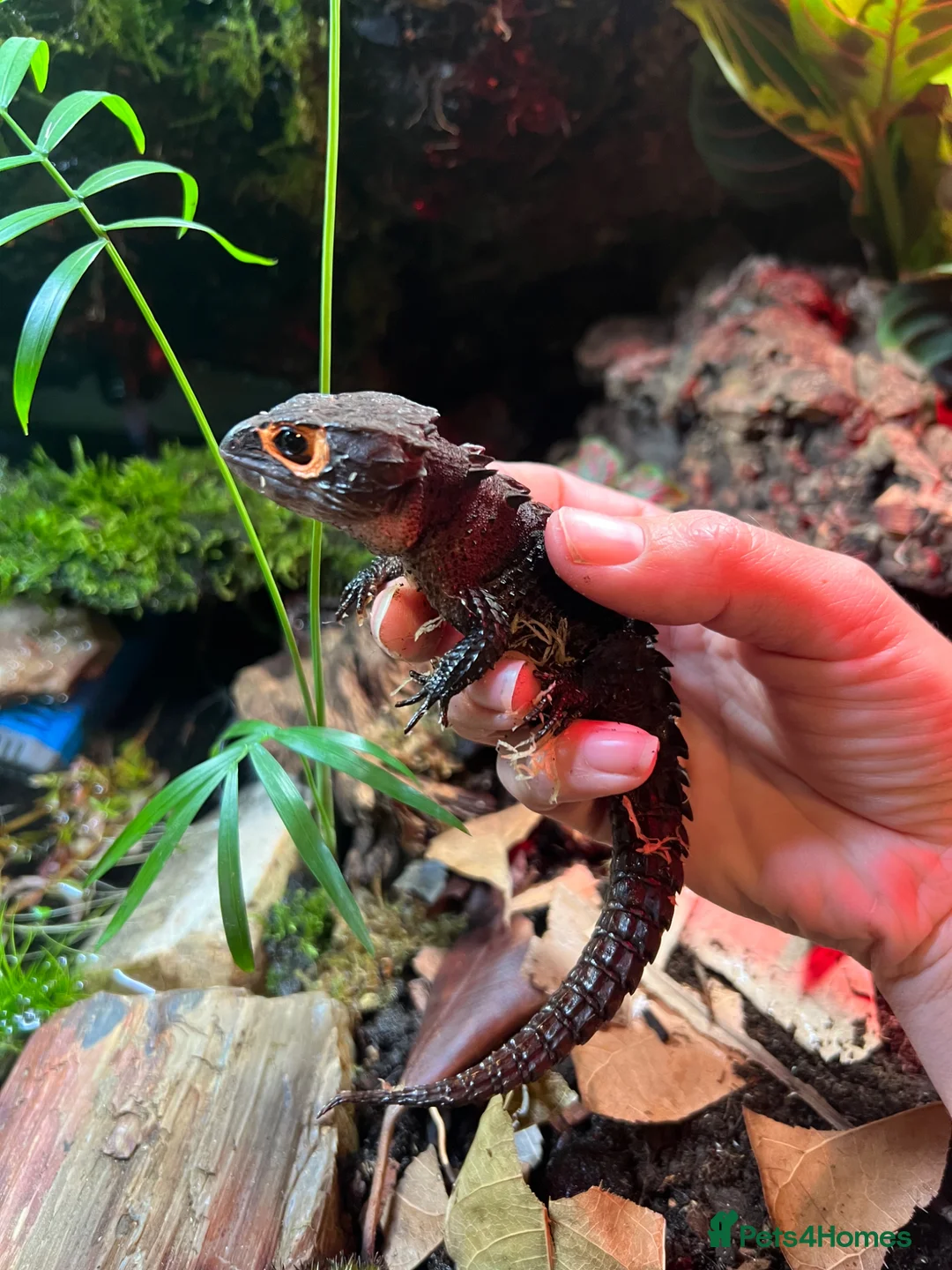 Skink reptiles for sale: Breeding pair of red eye crocodile skinks - Advert 1