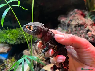 Skink reptiles Breeding pair of red eye crocodile skinks - Advert 18